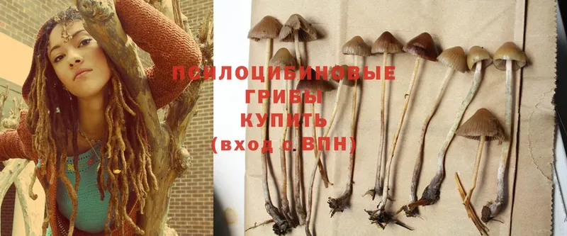 гидра зеркало  что такое   Кондопога  Галлюциногенные грибы MAGIC MUSHROOMS 